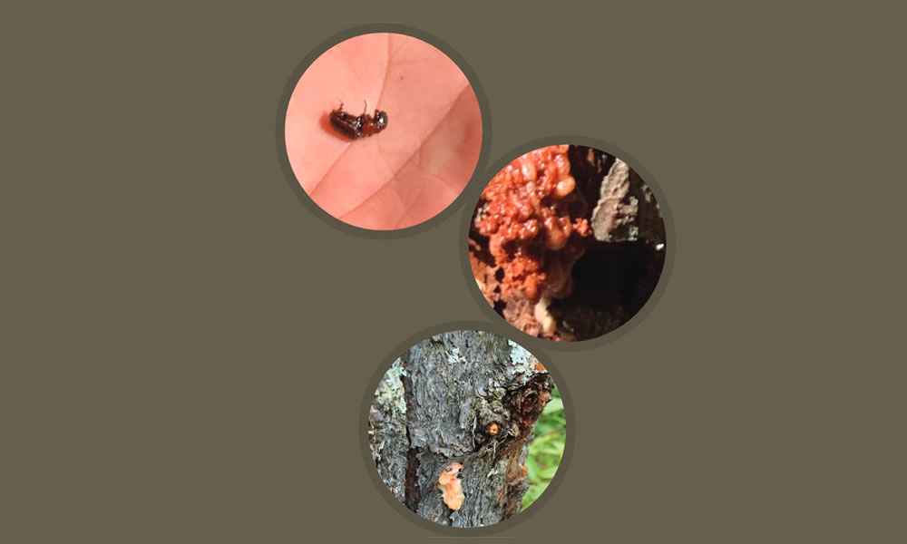 Los escarabajos descortezadores