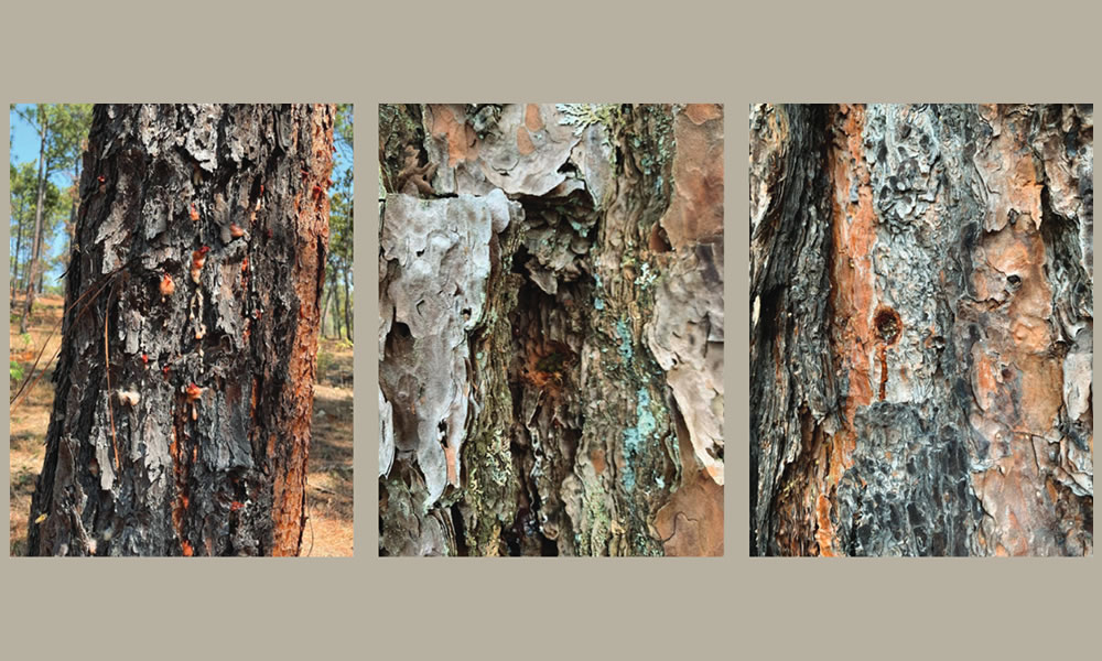 Los escarabajos descortezadores