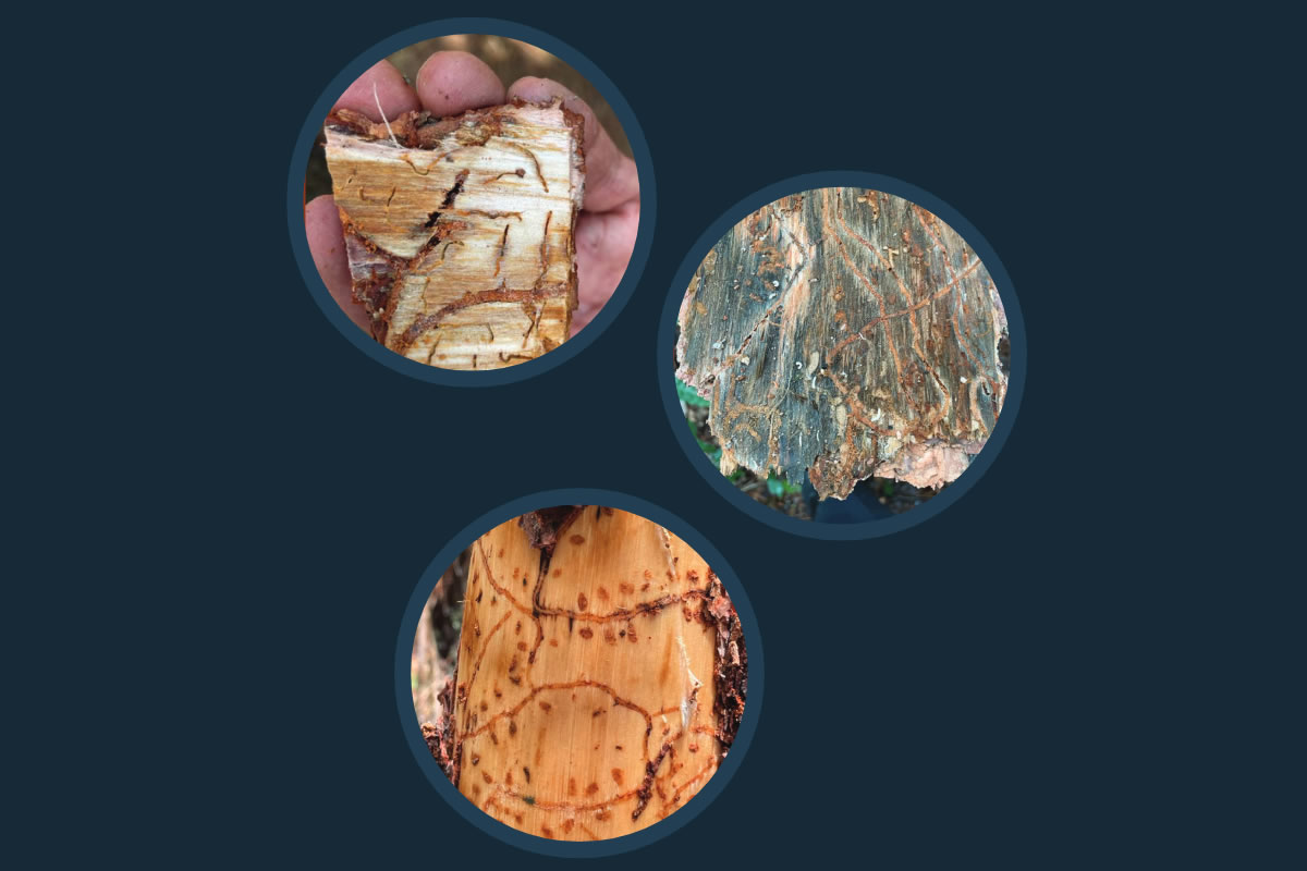 Los escarabajos descortezadores