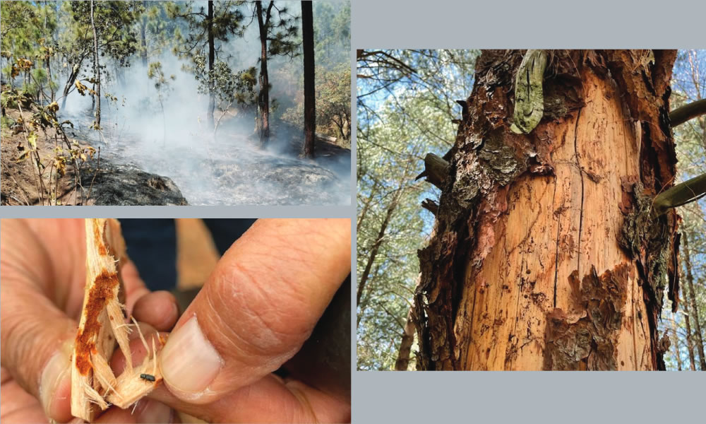 Los escarabajos descortezadores