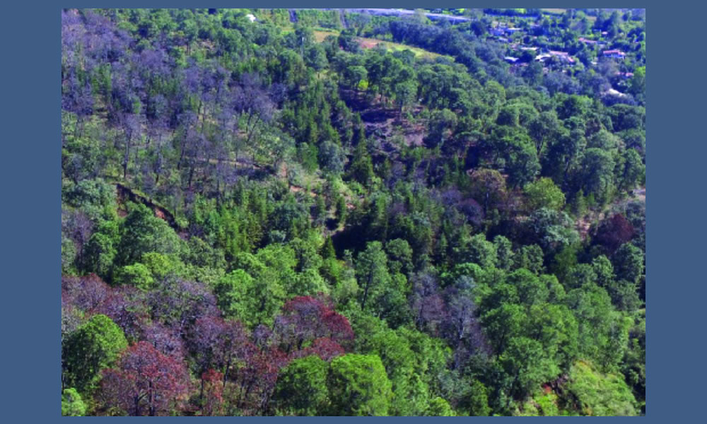 Insectos descortezadores